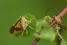Attēlu rezultāti vaicājumam “Acanthosoma haemorrhoidale imago”