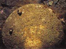 Image result for Placopecten magellanicus