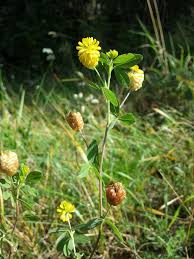 Attēlu rezultāti vaicājumam “Trifolium aureum fruit”