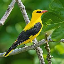 Attēlu rezultāti vaicājumam “Oriolus oriolus”