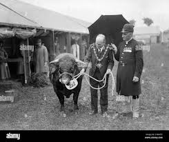 Image result for Devizes Dazzlers