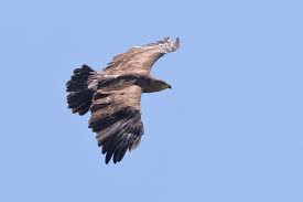 Attēlu rezultāti vaicājumam “Aquila pomarina”