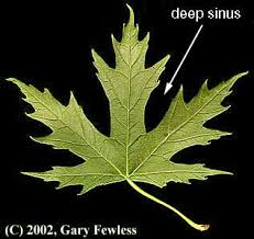 Attēlu rezultāti vaicājumam “Acer saccharinum leaf”