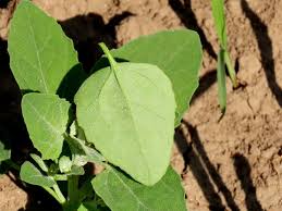 Attēlu rezultāti vaicājumam “Chenopodium acerifolium”