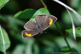 Attēlu rezultāti vaicājumam “Thecla betulae female”