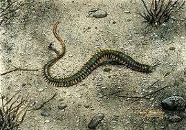 Attēlu rezultāti vaicājumam “Annelides”