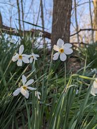 Attēlu rezultāti vaicājumam “Narcissus poeticus”