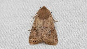 Attēlu rezultāti vaicājumam “Orthosia cerasi”