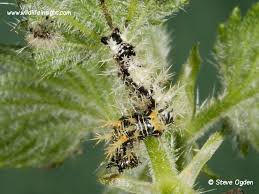 Attēlu rezultāti vaicājumam “Polygonia c-album larva”