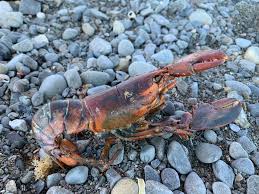 Image result for Homarus americanus