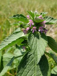 Attēlu rezultāti vaicājumam “Galeopsis bifida”