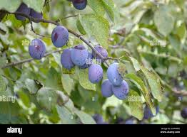 Attēlu rezultāti vaicājumam “Tranzschelia pruni-spinosae spores”