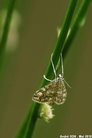 Attēlu rezultāti vaicājumam “Elophila nymphaeata”