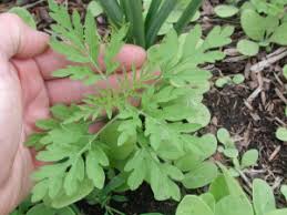 Attēlu rezultāti vaicājumam “Ambrosia artemisiifolia”