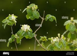 Attēlu rezultāti vaicājumam “Lonicera xylosteum flower”