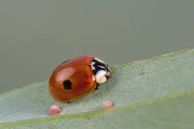 Attēlu rezultāti vaicājumam “Adalia bipunctata”