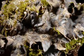 Attēlu rezultāti vaicājumam “Arthonia vinosa”