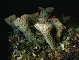Attēlu rezultāti vaicājumam “Cladonia coccifera”