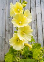 Image result for Alcea rosea