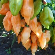Afbeeldingsresultaat voor peach habanero hot pepper