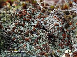 Attēlu rezultāti vaicājumam “Trapeliopsis granulosa”