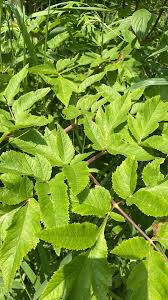 Attēlu rezultāti vaicājumam “Angelica sylvestris leaf”