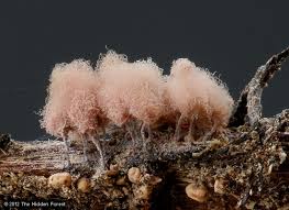 Attēlu rezultāti vaicājumam “Arcyria minuta stalked”