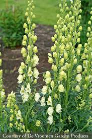 Image result for Aconitum napellus