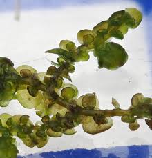 Attēlu rezultāti vaicājumam “Frullania dilatata”