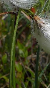 Attēlu rezultāti vaicājumam “Eriophorum gracile fruit”