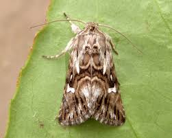 Attēlu rezultāti vaicājumam “Calophasia lunula larva”