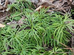 Attēlu rezultāti vaicājumam “Diphasium complanatum”