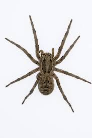 Attēlu rezultāti vaicājumam “Lycosidae”