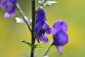 Attēlu rezultāti vaicājumam “Aconitum napellus bud”