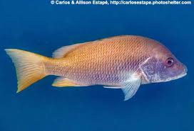 Image result for Lutjanus alexandrei