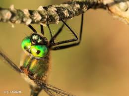 Attēlu rezultāti vaicājumam “Cordulia aenea”