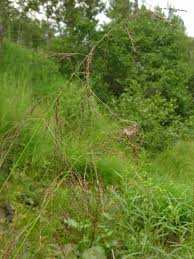 Attēlu rezultāti vaicājumam “Glyceria striata fruit”