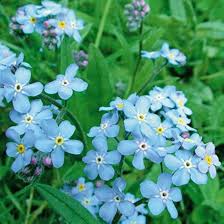 Image result for Myosotis sylvatica