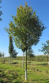 Attēlu rezultāti vaicājumam “Sorbus aria”