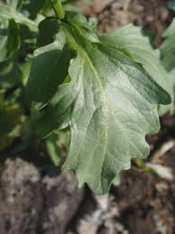 Attēlu rezultāti vaicājumam “Barbarea vulgaris subsp. arcuata”