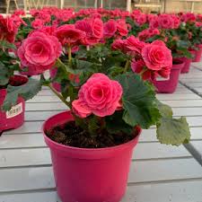 Image result for Бегония Элатиор 12х22 4601887072423