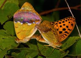 Attēlu rezultāti vaicājumam “Argynnis laodice”
