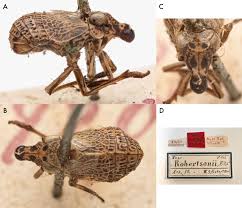 Attēlu rezultāti vaicājumam “Cladopodiella francisci”