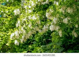 Attēlu rezultāti vaicājumam “Robinia pseudoacacia flower”