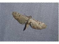 Attēlu rezultāti vaicājumam “Eupithecia sinuosaria”