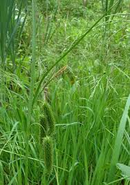 Attēlu rezultāti vaicājumam “Carex pseudocyperus female flower”