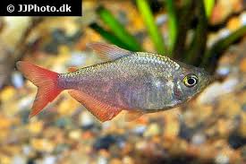 Attēlu rezultāti vaicājumam “Bilimbia tetramera”