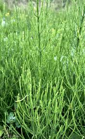 Attēlu rezultāti vaicājumam “Equisetum arvense”