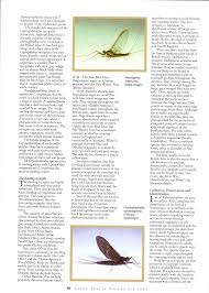 Attēlu rezultāti vaicājumam “Heptagenia sulphurea female”