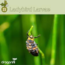 Attēlu rezultāti vaicājumam “Adalia bipunctata larva”